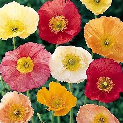 Iceland Poppy Seeds 500 Count - Papaver nudicaule Colorful Flower Mix