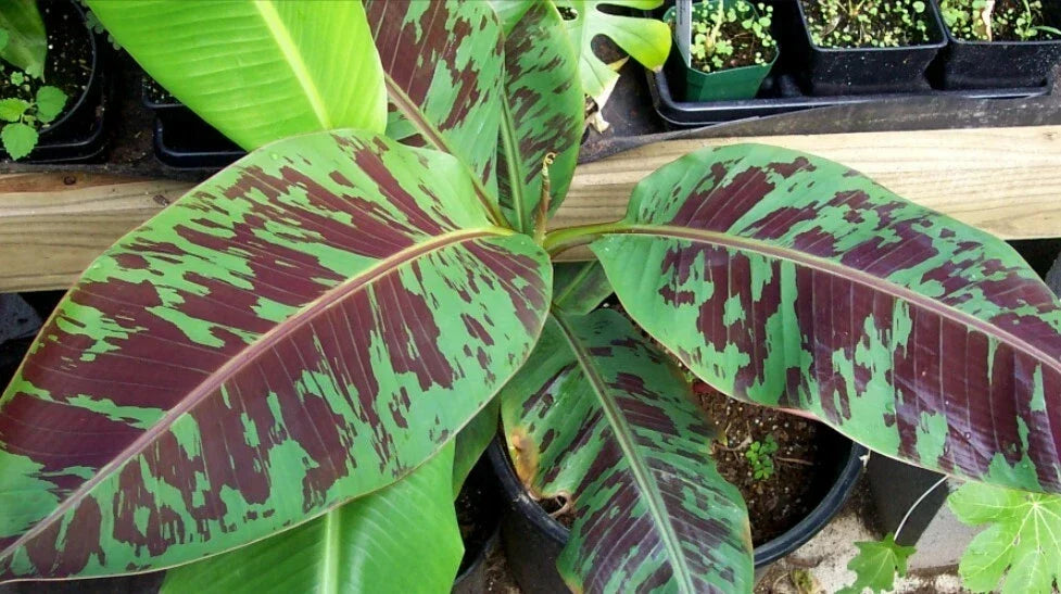 Live Banana Plant - Musa 'Zebrina' - Ornamental Foliage with Striking Red and Green Variegation - Indoor or Outdoor Houseplant