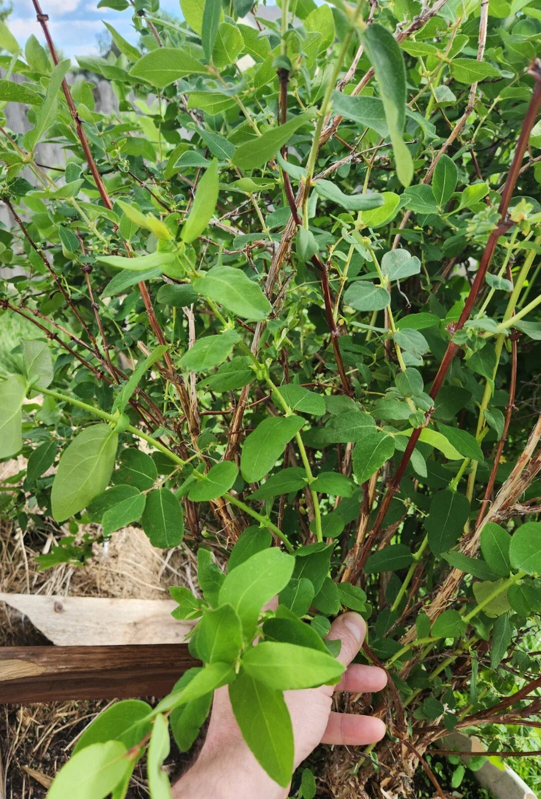 Honeyberry Cuttings 8 pcs 6"-8" Lonicera caerulea Berry Blue for Home Garden, Fruit, Pollinator