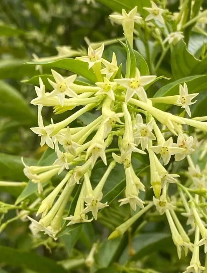 Night Blooming Jasmine Plant Live - Fragrant Cestrum Nocturnum Shrub - No Pot