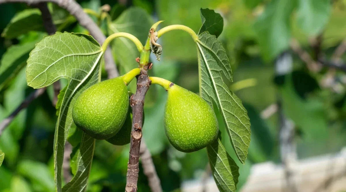 Excel Fig Seeds - 100+ Ficus carica Seeds for Garden Planting - USA Grown