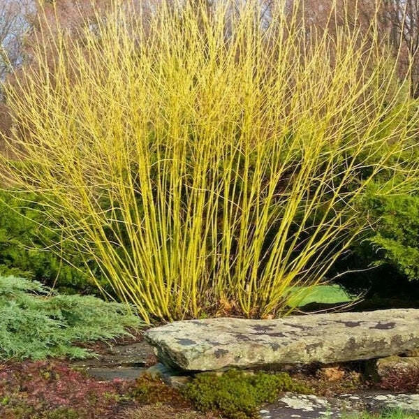 Yellow Twig Dogwood Shrub 16+" Bare Root Live Plant Cornus sericea Winter Interest