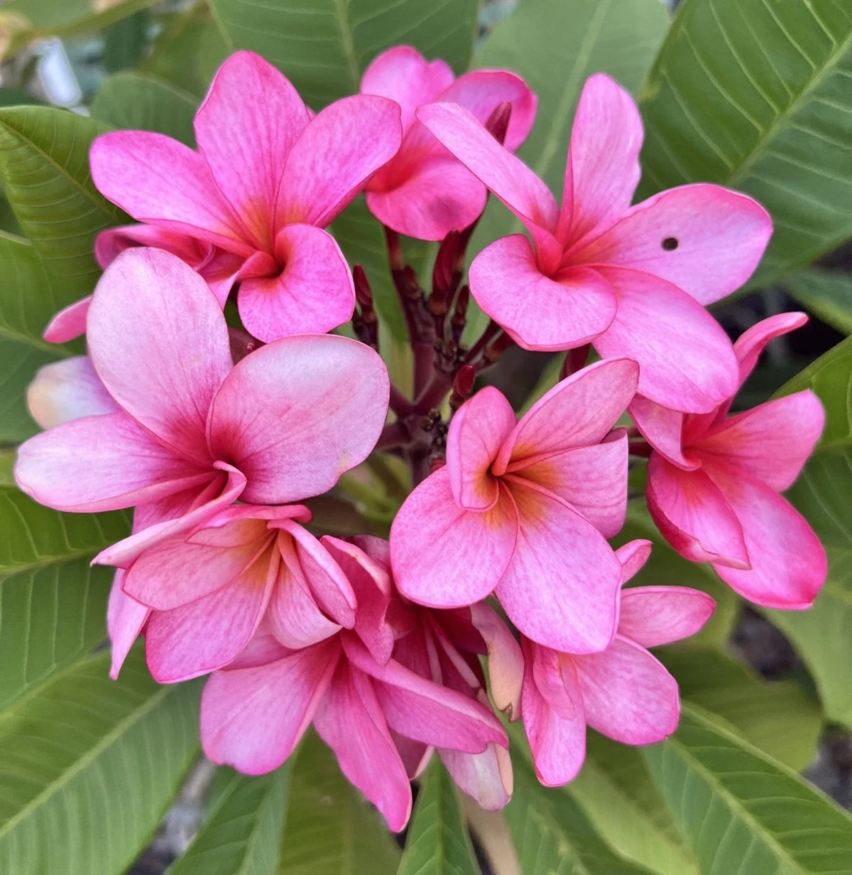 Plumeria Cutting Bewitched Variety Fresh Plant with Grow Tip - Tropical Fragrant Flowering Plant (Plumeria spp.)