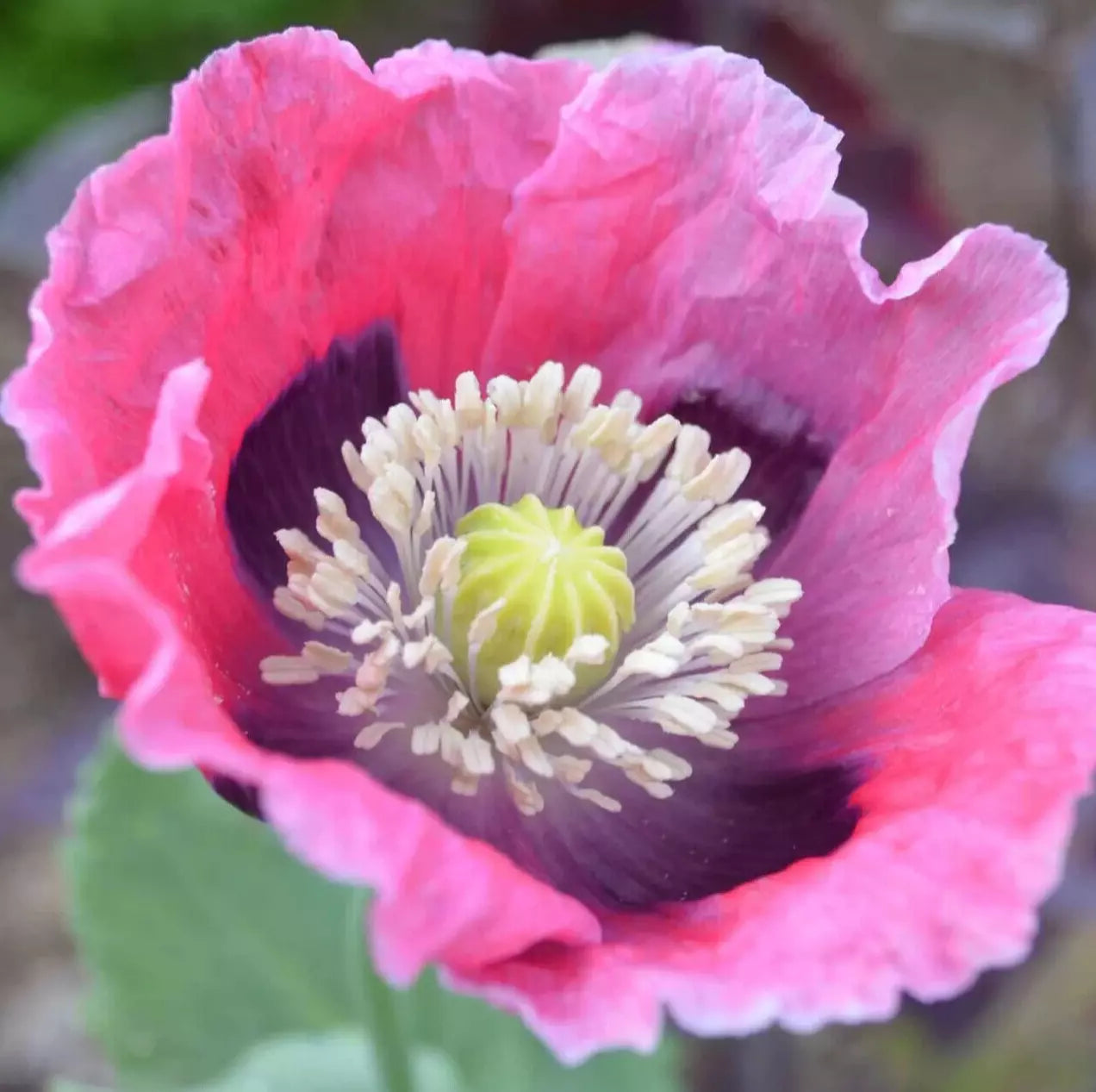 Pepperbox Poppy Seeds 500+ Pink Red Annual Flower Papaver somniferum for Garden, Borders, Cutting