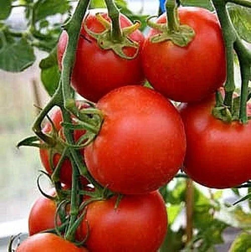 Fastest Tomato Seeds – 42 Day Heirloom Variety – Solanum lycopersicum – Pack of 25 Seeds for Quick Harvests
