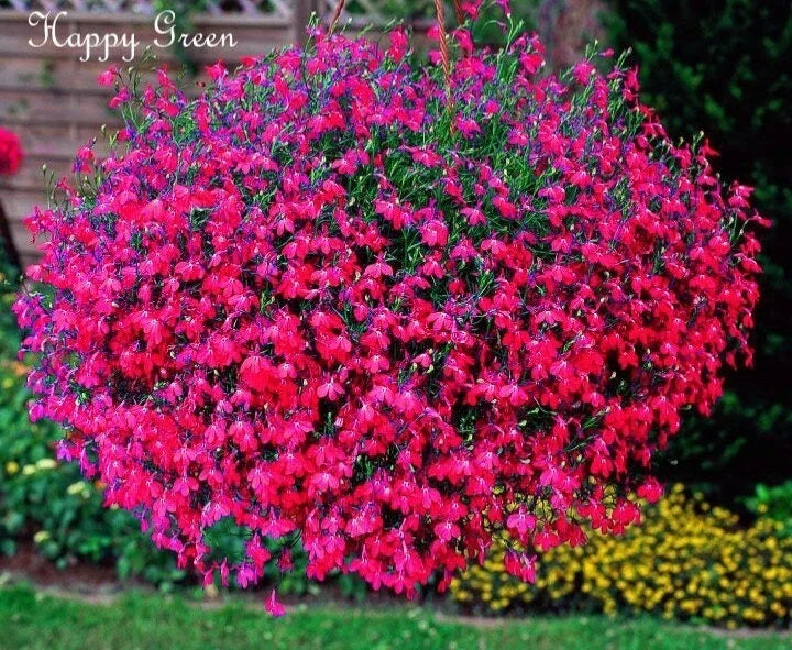 Lobelia Seeds - 100 Seeds - Carmine Beauty Cascade - Vibrant Red Annual Flower - Lobelia erinus