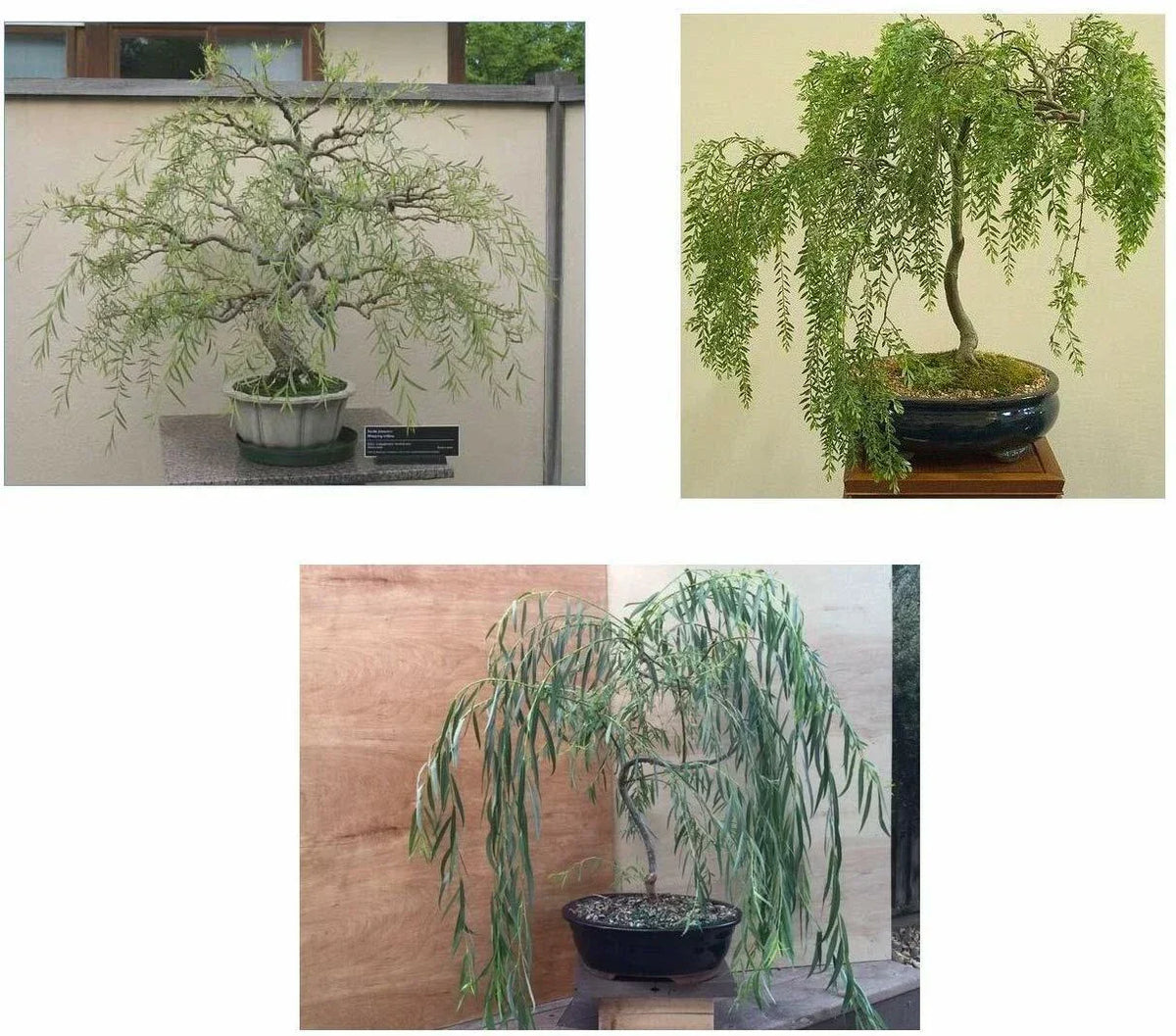 Bonsai Willow Tree Bundle - 3 Large Trunk Cuts - Exotic Ficus Salicaria Indoor Plant Decor