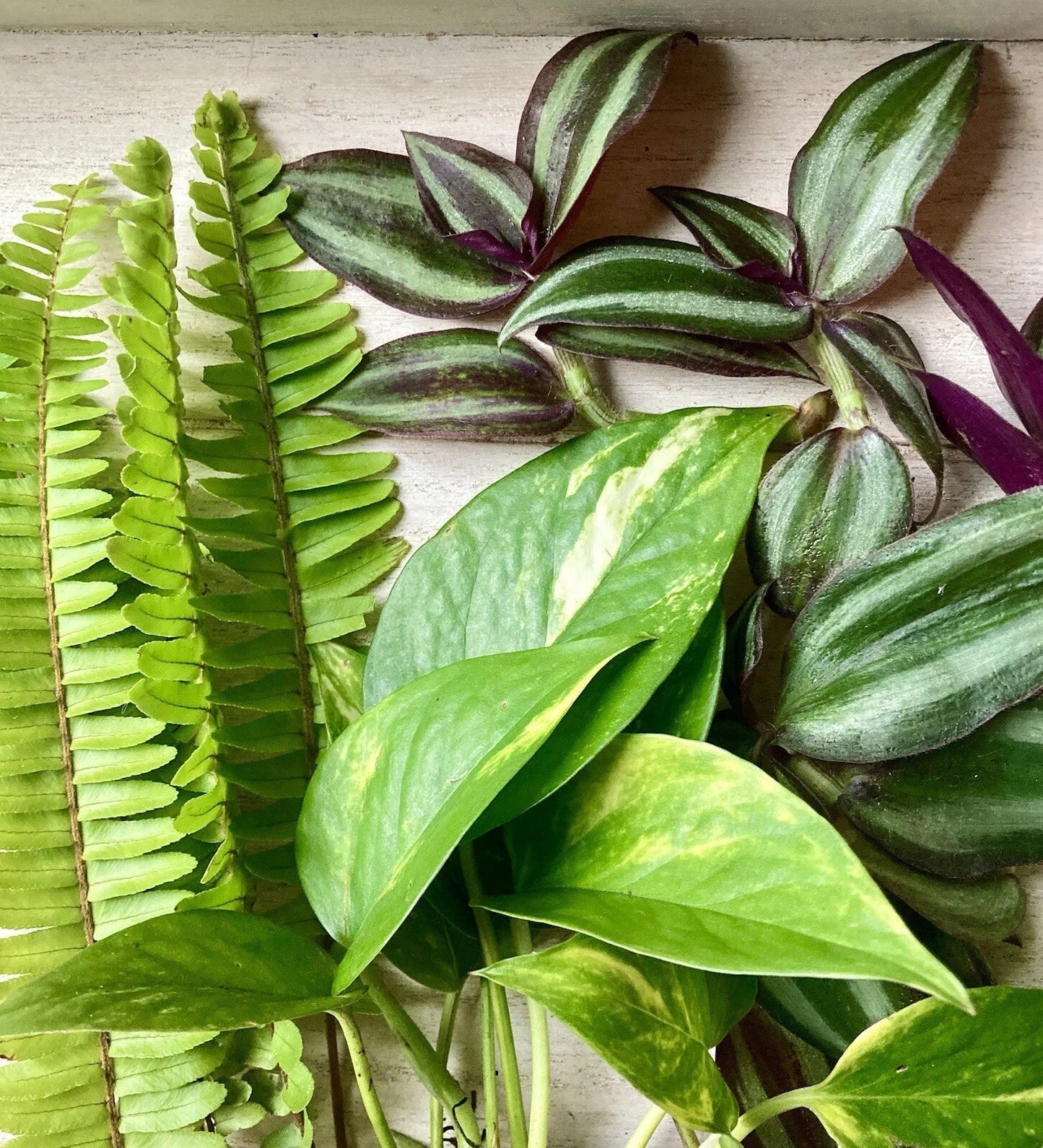 Rooted Plant Cuttings - 15 Pothos, Ferns & Wandering Jew Indoor Plants for Home Decor - Epipremnum aureum, Nephrolepis exaltata, Tradescantia zebrina
