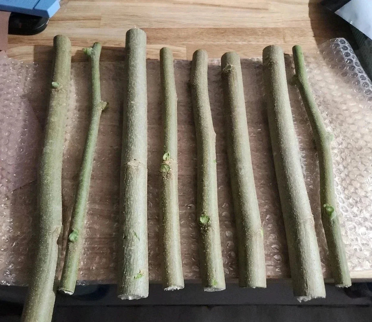 Moringa Oleifera Cuttings 8 Thick Non-GMO + 10 Seeds | Horseradish Drumstick Tree | Fast-Growing, Nutrient-Rich Plants