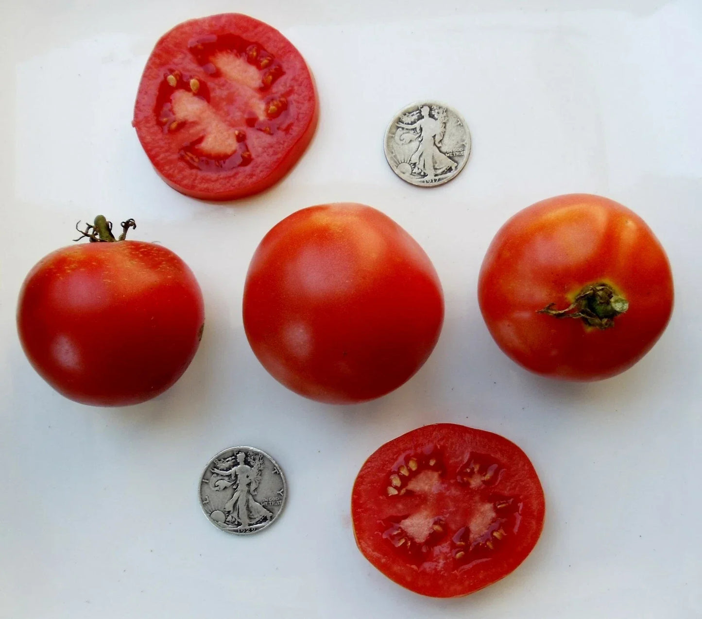Super Sioux Tomato Seeds - Heirloom, Non-GMO, 25 Pack for Home Gardens, Salad & Sauce, Indeterminate, Solanum lycopersicum