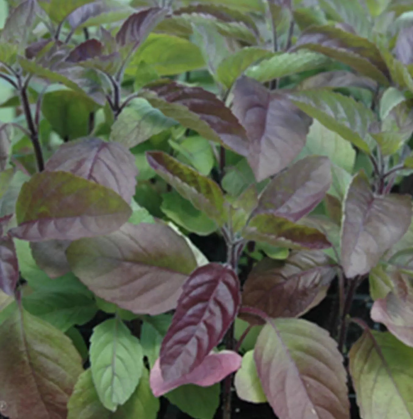 Red Tulsi Basil Seeds - 200+ Non-GMO Holy Basil Seeds for Gardening, Ocimum sanctum