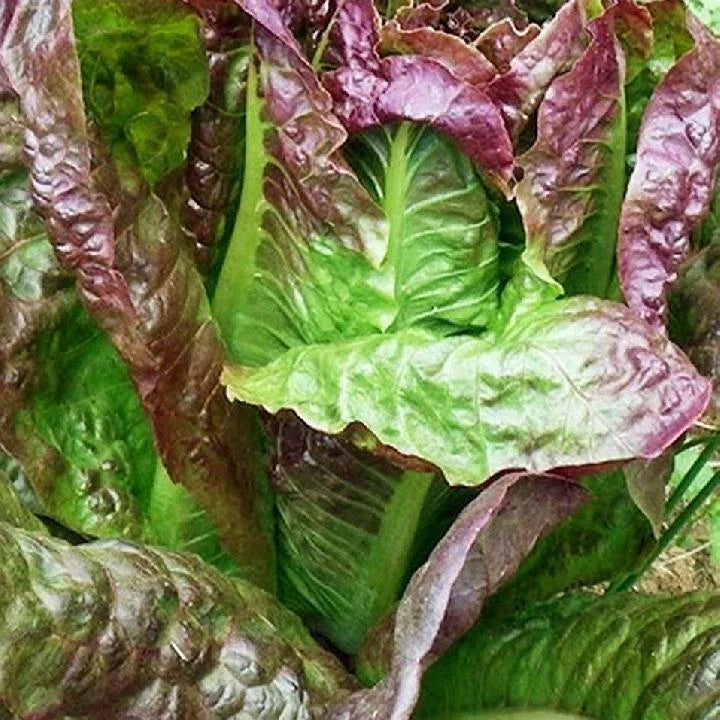 Red Romaine Lettuce Seeds - Caesar Salad Variety, NON-GMO, Pack of Multiple Sizes, Easy to Grow, Fresh Salad Greens, Lactuca sativa
