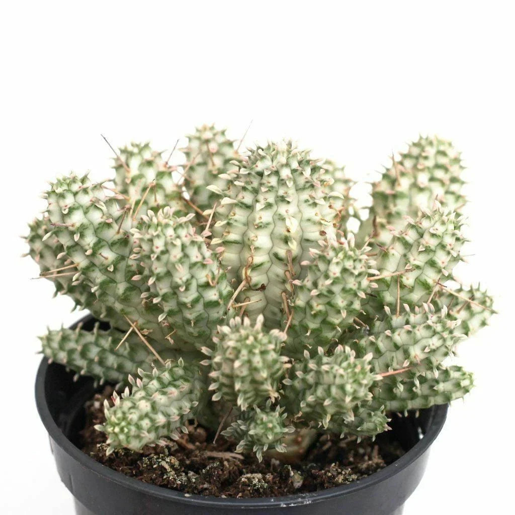 Euphorbia Mammillaris Variegata Cutting - 2.5" Unrooted Succulent Plant, Rare Variegated African Milk Barrel