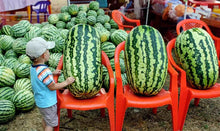 Congo Watermelon Seeds - 12 Pack - Large - Non-GMO - Heirloom - Organic - Rare Citrullus lanatus