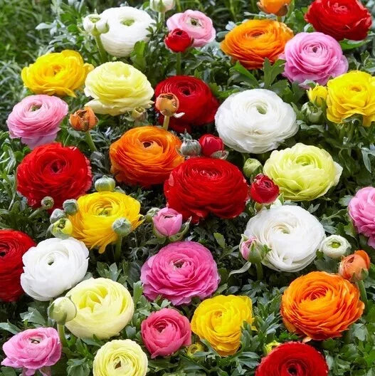 Ranunculus Seeds Packet 100+ | Persian Buttercup | Vibrant Multi-Color Blooms | Ranunculus asiaticus | Spring Planting