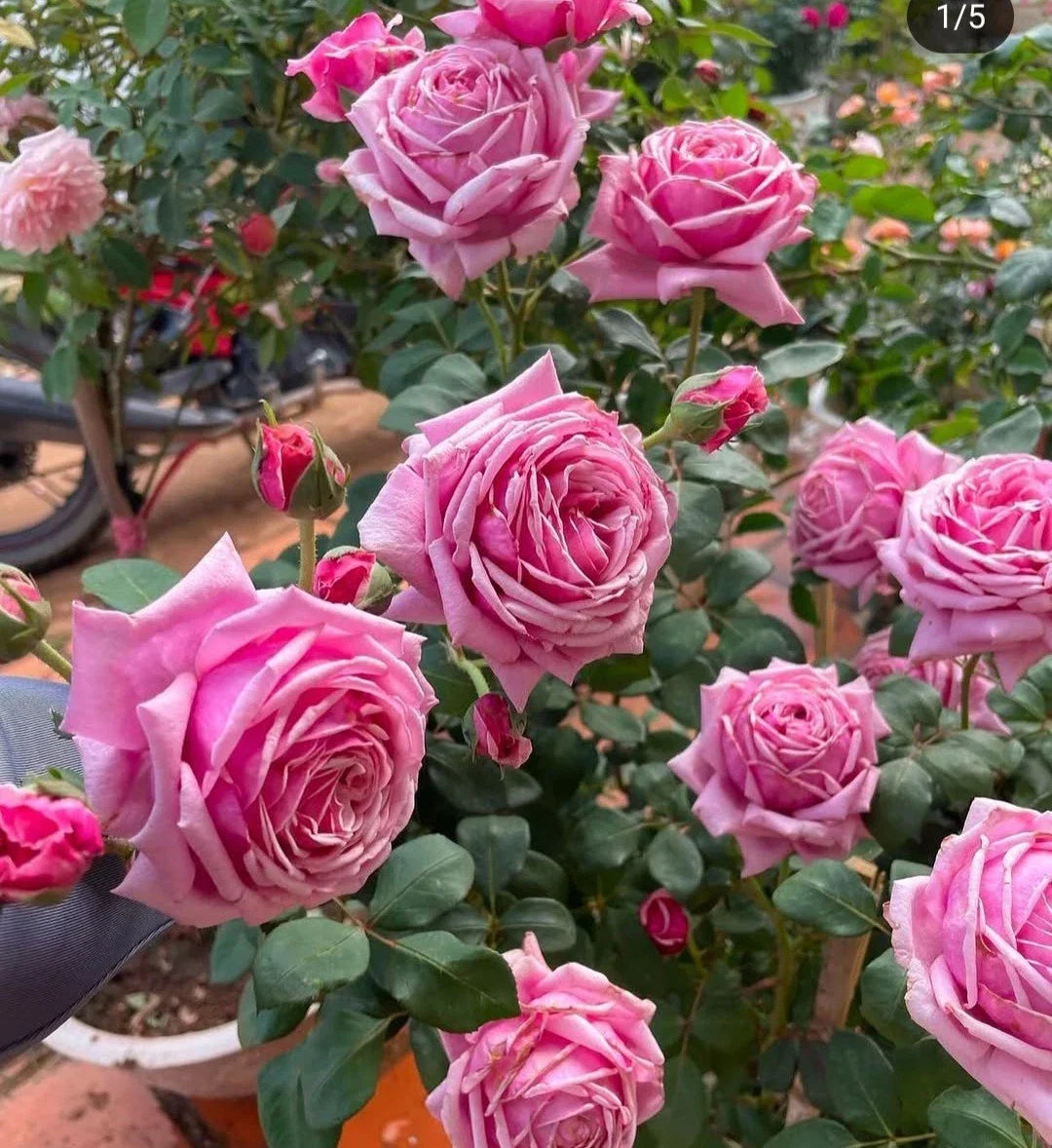 Pink Rose Cuttings 5-8" Unrooted Propagation Rosa spp. with Fragrant Blooms up to 6"