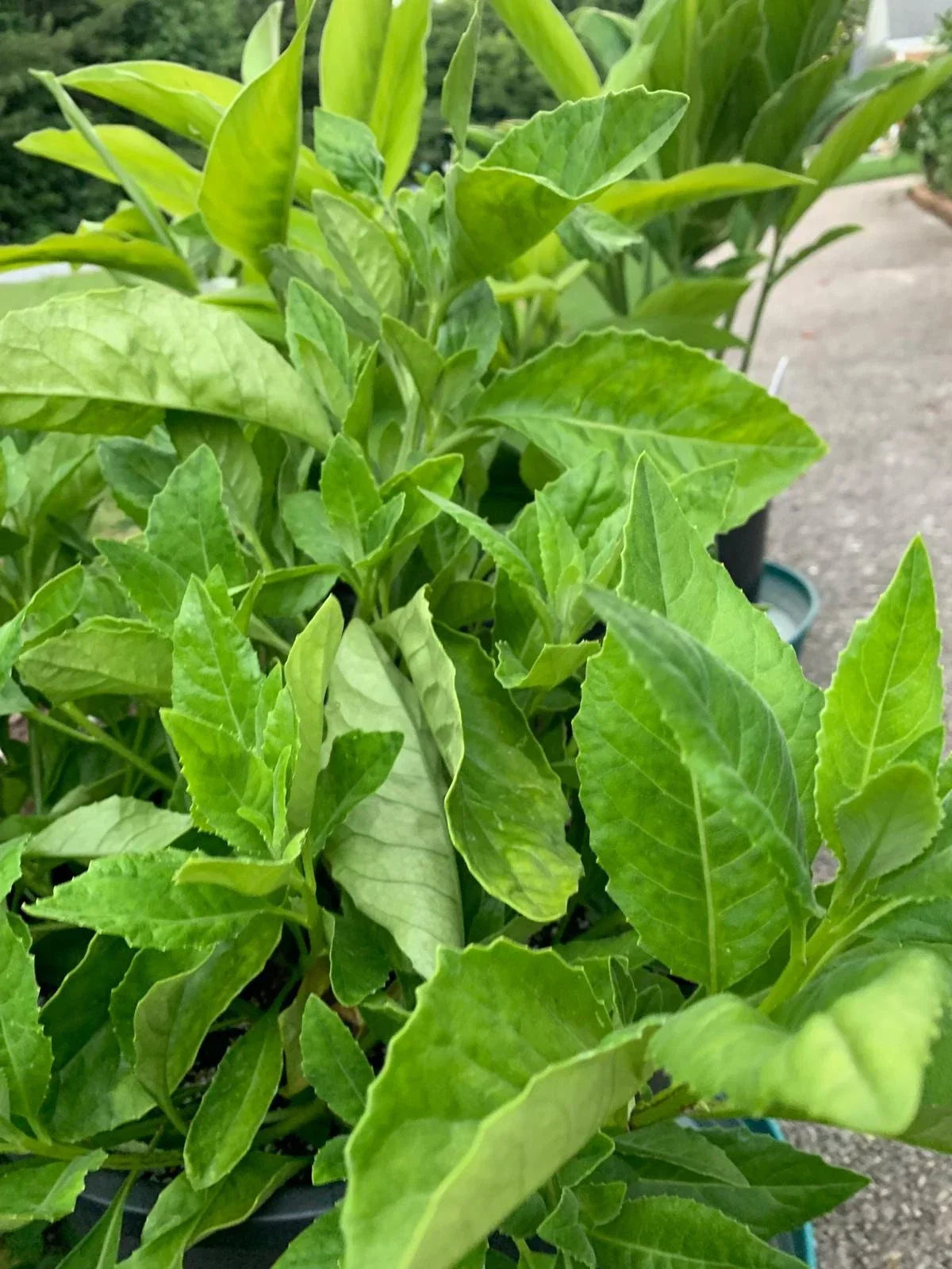Longevity Spinach Cuttings - 4 Unrooted Gynura procumbens Greens for Indoor & Outdoor Gardening