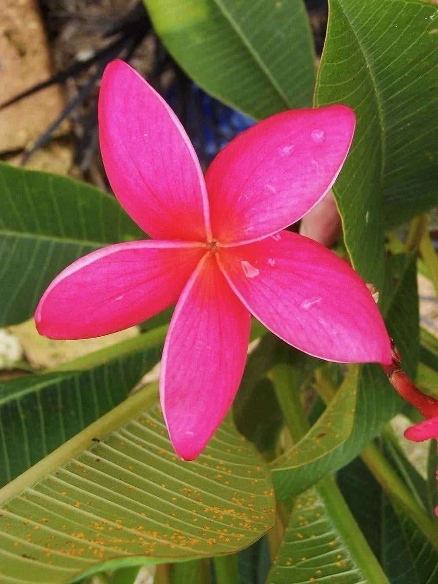 Fresh Pink Plumeria Cuttings - 10-12 Inches - Frangipani Plant Propagation - Plumeria rubra Tropical Garden Plant