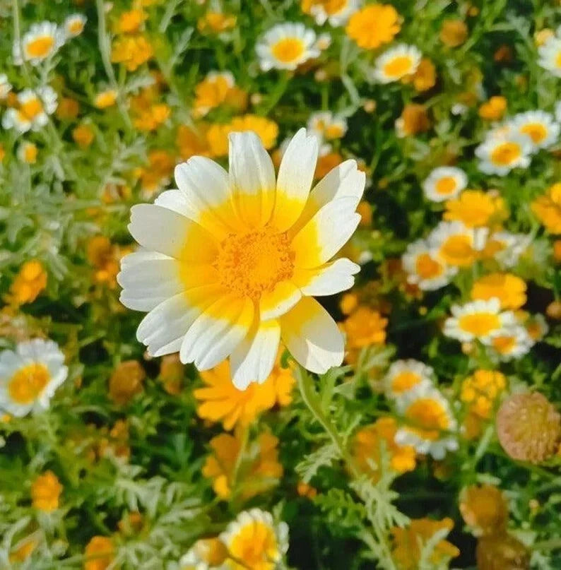 Garland Daisy Seeds - 200 Organic Bellis perennis Seeds for Gardens, Borders & Containers, Non-GMO, Fast Germination
