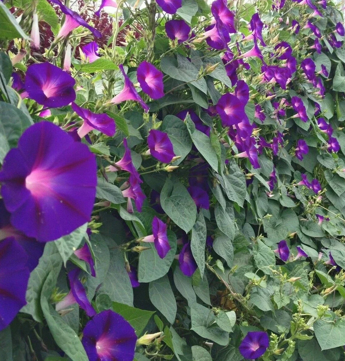 Morning Glory Seeds 30+ Pack Purple Grandpa Ott Ipomoea Annual Flower for Garden Climbing Vine