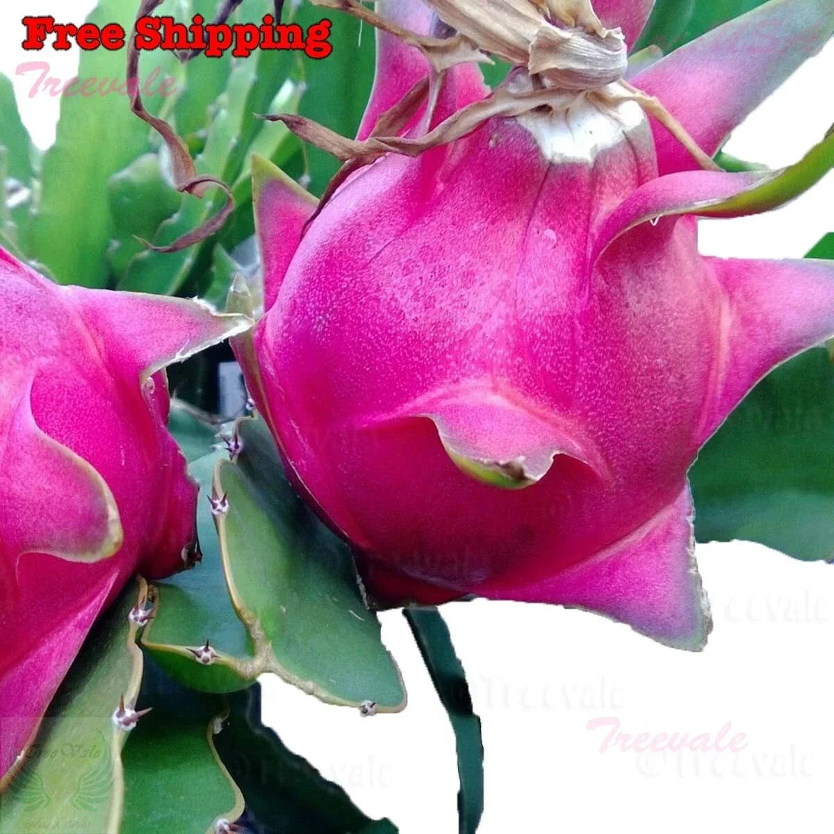 Dragon Fruit Cuttings - 6-10" Unrooted Pitaya White Fruit Clippings for Home Gardening - Hylocereus undatus