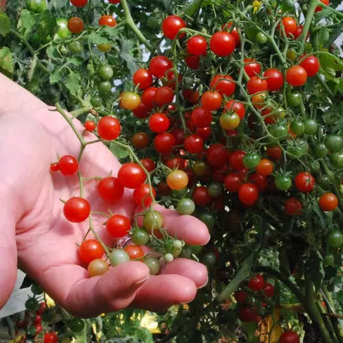 Sweet Pea Currant Tomato Seeds – 120+ Tiny Heirloom Solanum lycopersicum var. currant for Bountiful Harvest
