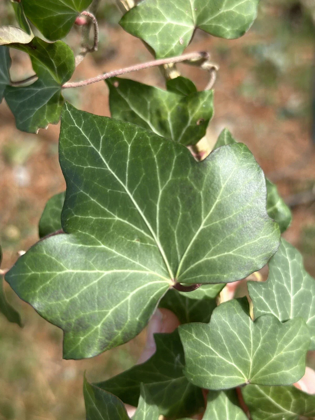 English Ivy Cuttings - 10 Live Hedera helix Plants for Groundcover, Living Fence, Patio Decor