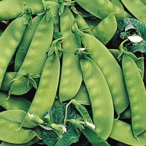 Sugar Daddy Pea Seeds – Non-GMO, High Yield Pisum sativum for Home Gardens & Containers