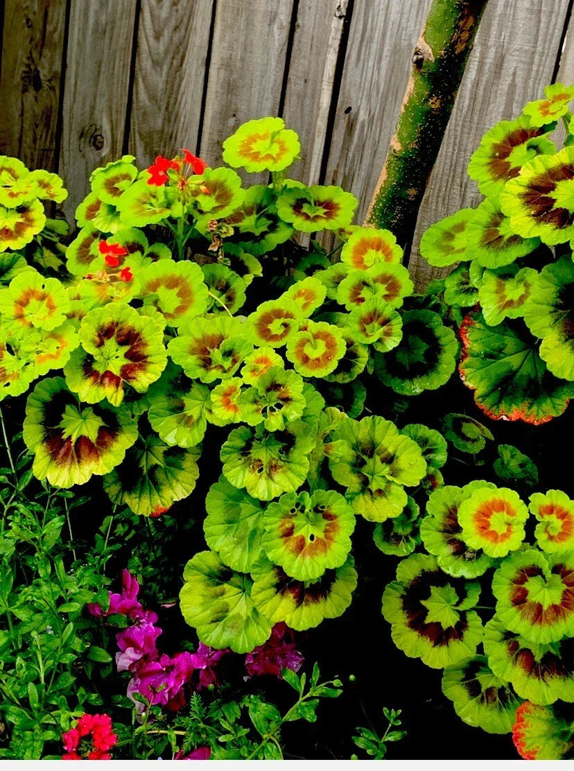 Variegated Geranium Cuttings - 3 Pack, Pelargonium zonale, Indoor/Outdoor, Colorful Foliage, Easy Care, 6-Inch Plantlets