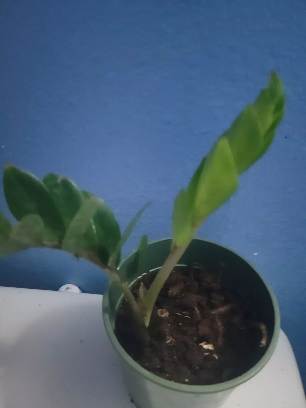 ZZ Plant Indoor Houseplant 8 oz Pot Zamioculcas zamiifolia Low Light Tolerant Easy Care Greenery