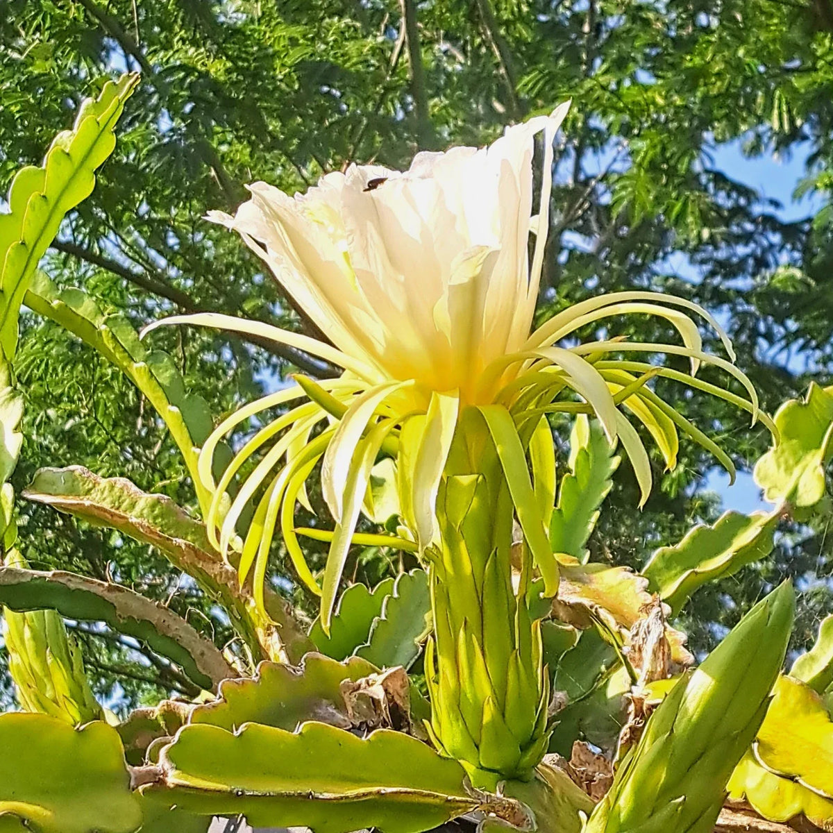 Dragon Fruit Rooted Cuttings 4" Hylocereus spp. Mystery Varieties, Indoor & Outdoor Planting