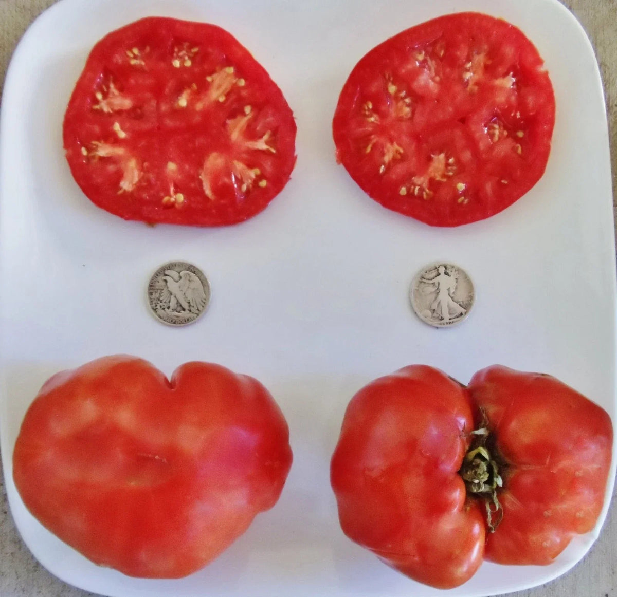 Ponderosa Red Beefsteak Tomato Seeds - 25 Pack Heirloom Solanum lycopersicum for Gardening & Container Planting