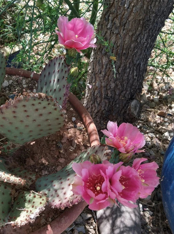 Beaverita Pink Fruit and Flowers Cactus - 1 Pad Opuntia basilaris x Santa Rita Desert Plant for Garden & Indoor