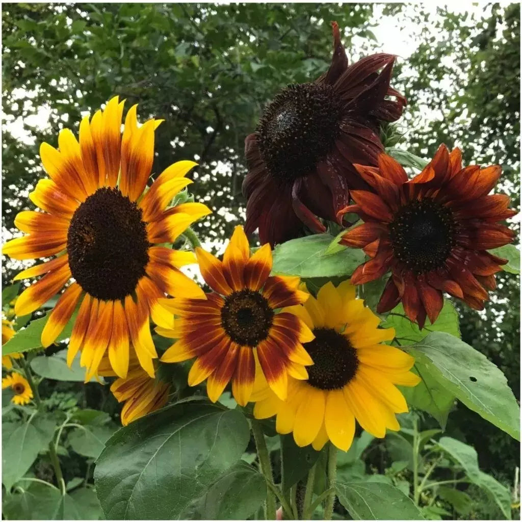 Autumn Beauty Sunflower Seeds - Organic Non-GMO Helianthus annuus - Vibrant Multi-Color Blooms for Garden, Borders, Containers