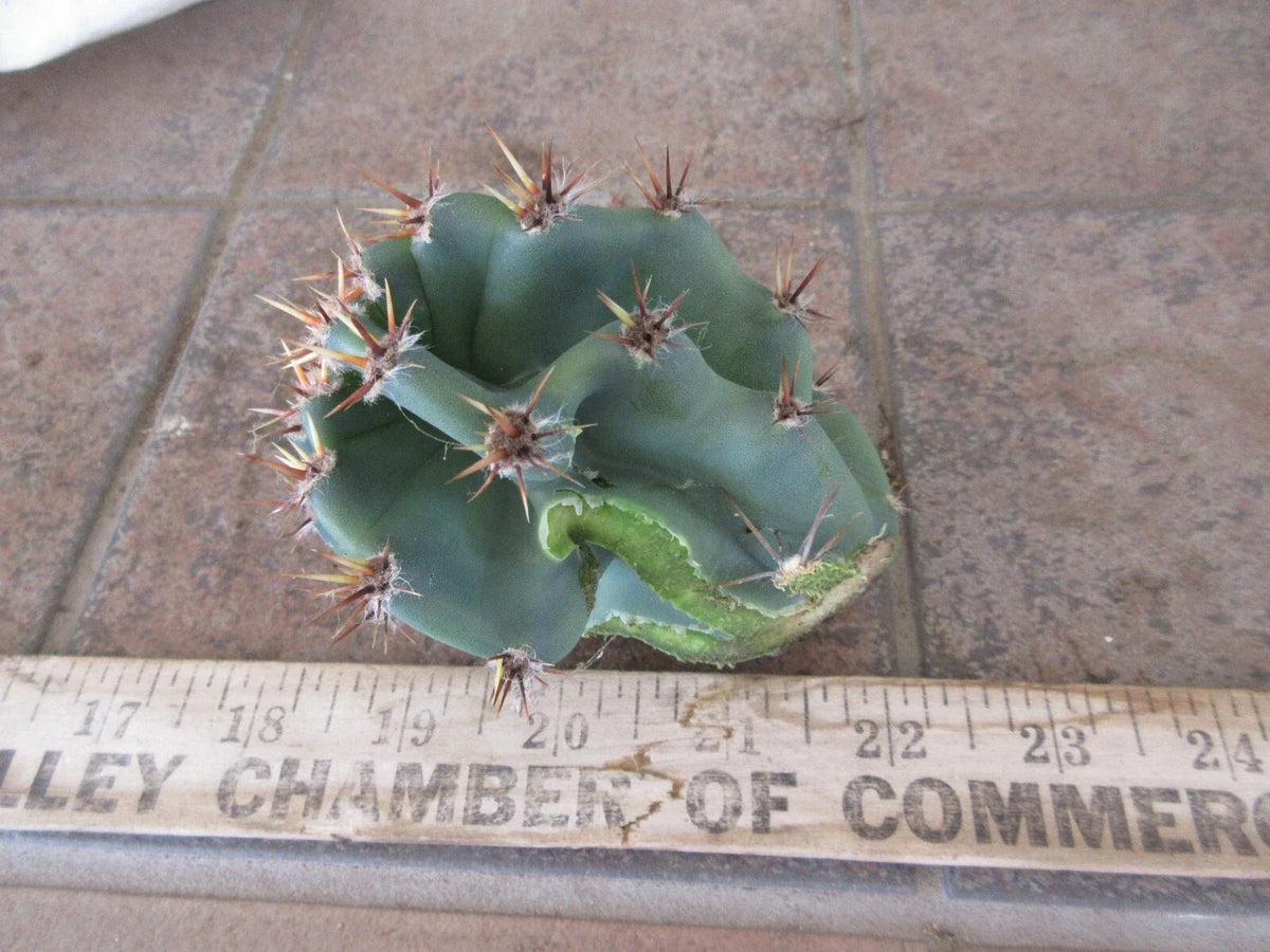 Columnar Cactus Cutting - Small Pup Cereus Peruvianus Spiralis, Spiral Shape, Indoor & Outdoor Decor, Drought Tolerant Plant