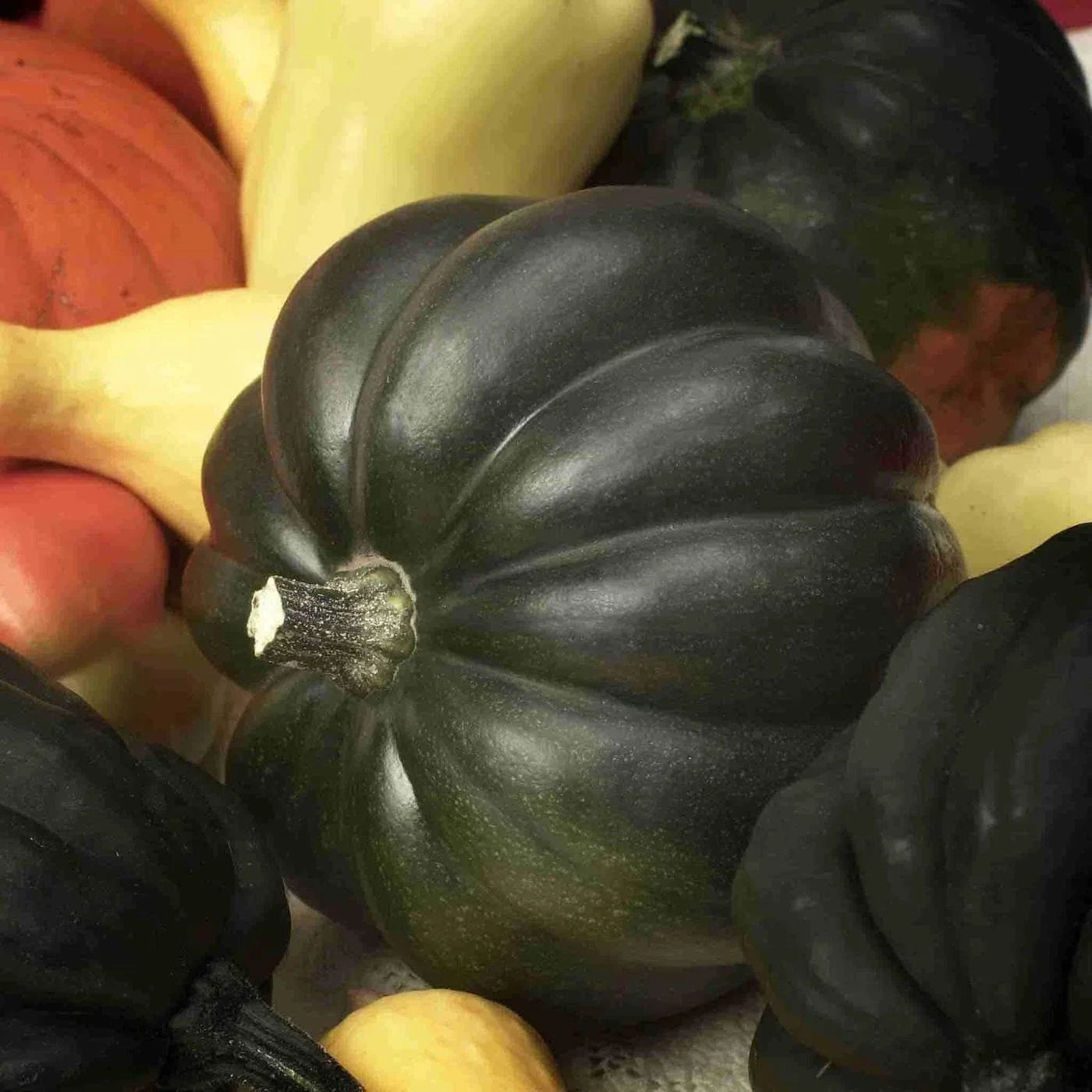 Table Queen Acorn Winter Squash Seeds, Non-GMO, Cucurbita pepo, Compact Vines, Fall Harvest, Free Shipping
