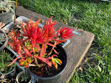 Crassula 'Campfire' Succulent Cuttings - 3 Healthy Cuttings - Colorful Succulent Plant for Indoor or Outdoor Decor