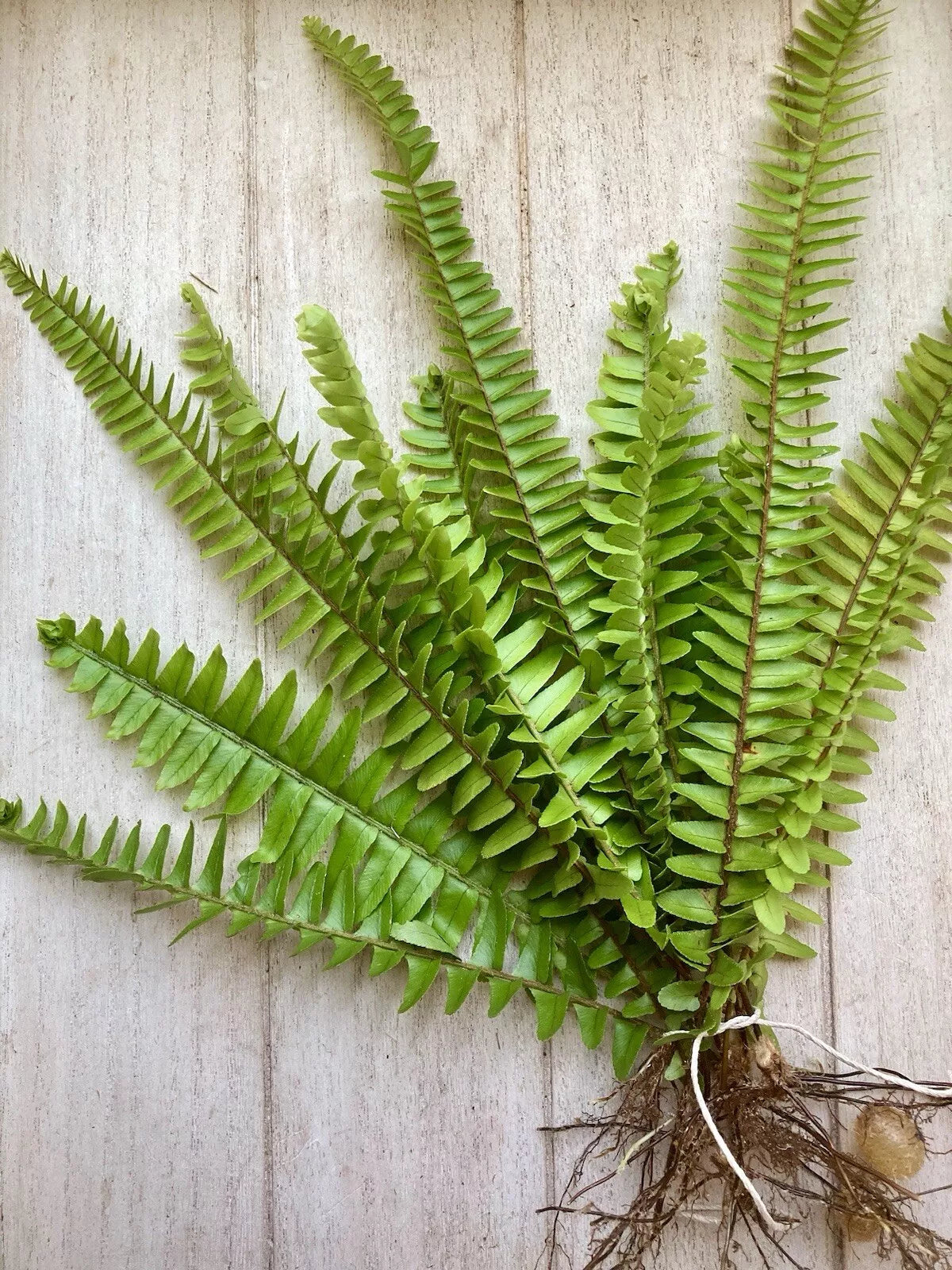 Rooted Fern Plants – 25 Varieties, Lush Green Foliage, Indoor & Outdoor, Nephrolepis exaltata