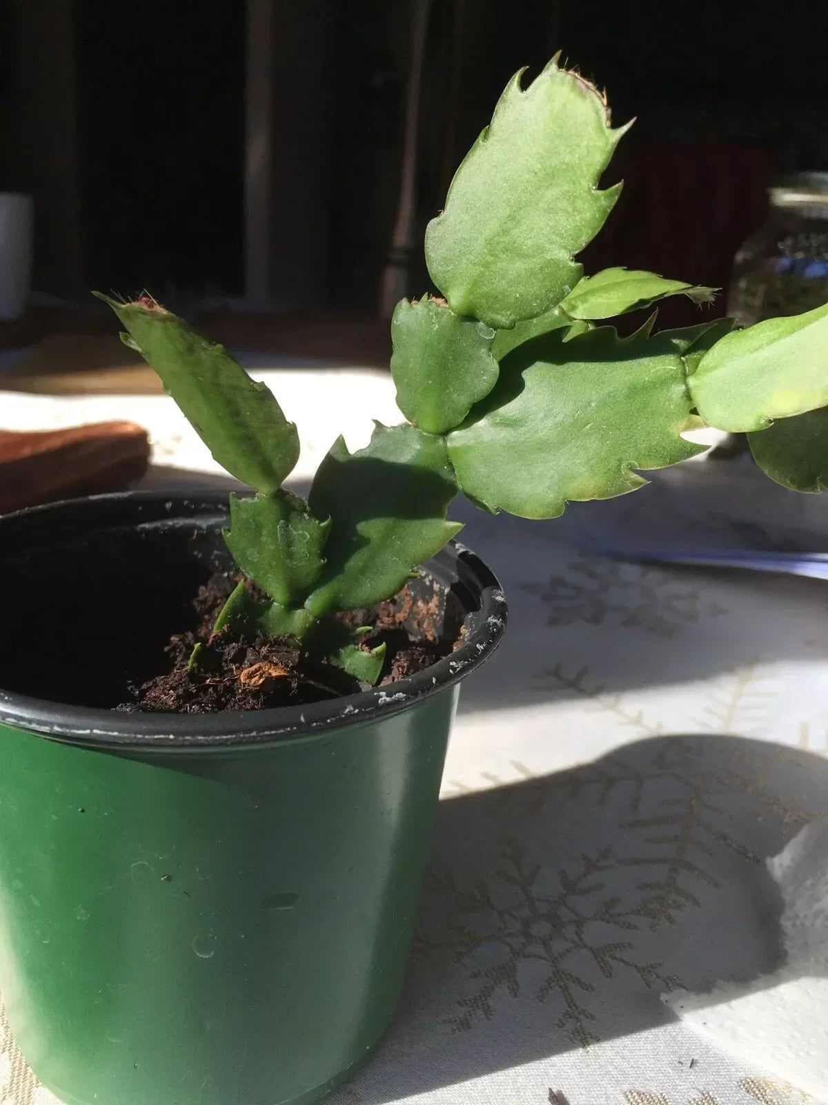Christmas Cactus Plant 2-Year-Old Fuchsia Schlumbergera truncata Well-Rooted