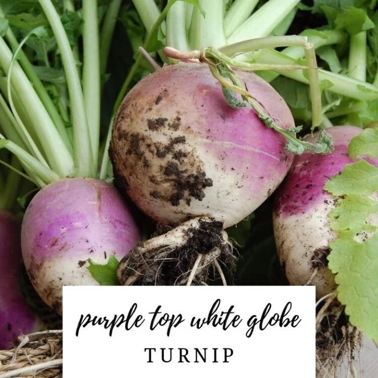 Turnip Seeds - 50 Heirloom Organic NON-GMO Purple Top White Globe Brassica rapa