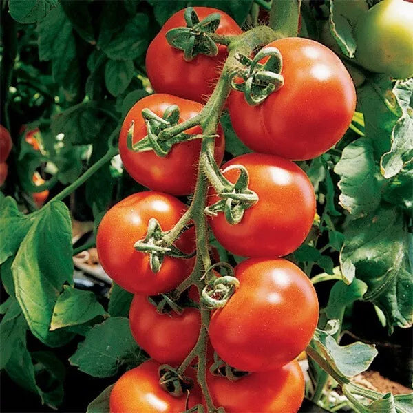 Sugar Bomb Cherry Tomato Seeds - Organic Non-GMO Heirloom Pack of 30+ Solanum lycopersicum