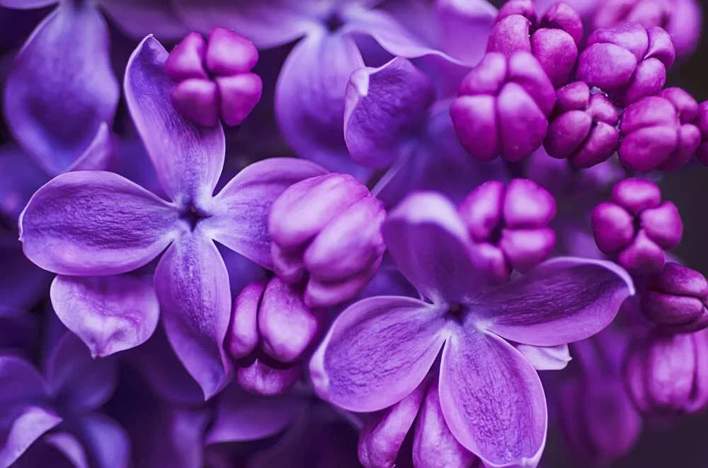 Purple Lilac Seeds - 100 Count | Syringa vulgaris for Gardens & Landscaping