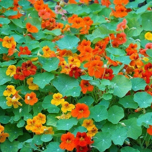Nasturtium Seeds - Tall Mix Edible Flowers - Heirloom Non-GMO - Vibrant Garden Plants - Tropaeolum majus Seed Pack