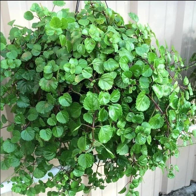 Swedish Ivy Live Plant in 4" Pot – Trailing Plectranthus australis Indoor Houseplant with Lush Green Foliage