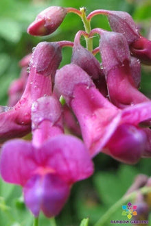 Lathyrus niger Perennial Sweet Pea Seeds - 50+ Seeds for Garden - USA Grown - Free Shipping