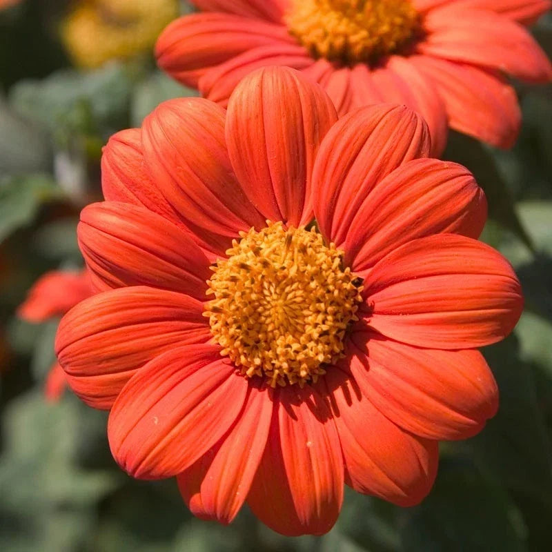 Mexican Sunflower Seeds - Orange Tithonia rotundifolia Butterfly Attracting Daisy-Like Blooms, 100 Seeds
