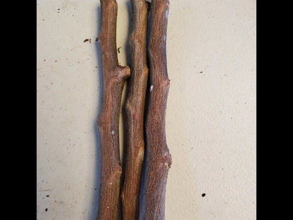 4 Star Apple Tree Cuttings | Chrysophyllum cainito | Unrooted 5–6" Grafting Wood | Tropical Caimito Fruit Tree | Rare Exotic Variety