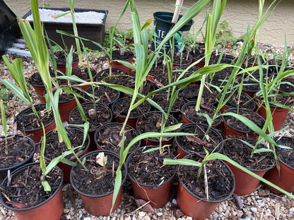1 Rooted Green/Yellow Sugar Cane Plant - Organic Juicing & Chewing Sugarcane - Ready to Plant, Potted Live Plant