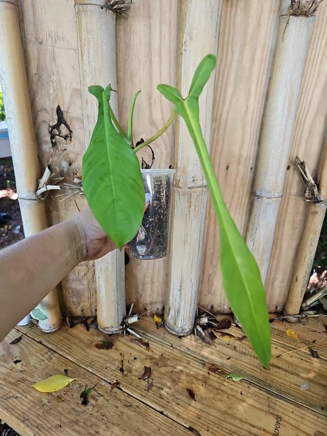 Rare XL Mature Philodendron Joepii Indoor Plant - Tall Aroid in 3.5" Pot, Large Foliage, Unique Trunk, Tropical Houseplant