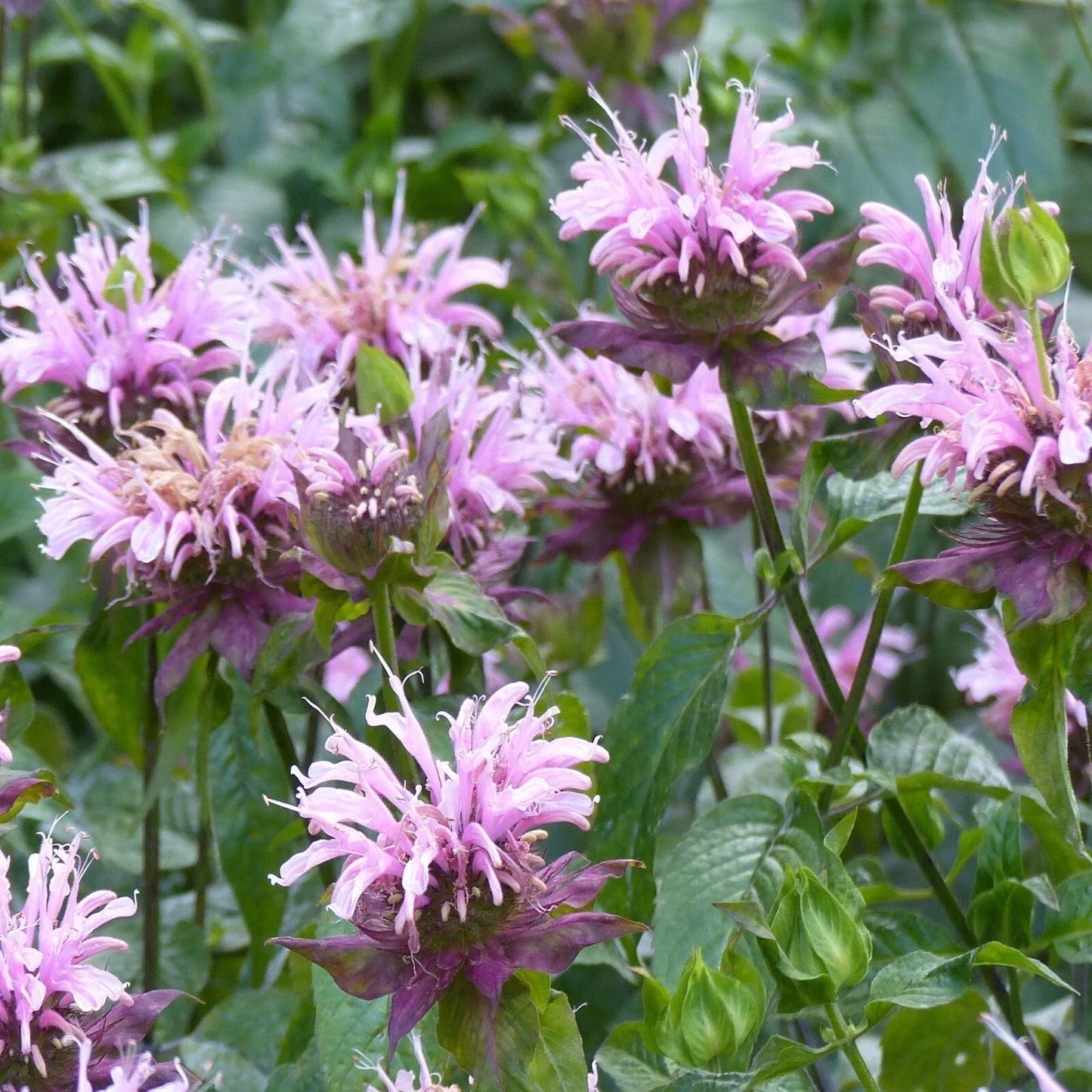 Wild Bergamot Seeds, Monarda fistulosa, Pollinator-Friendly, Attracts Bees & Butterflies, Non-GMO, Garden Seeds